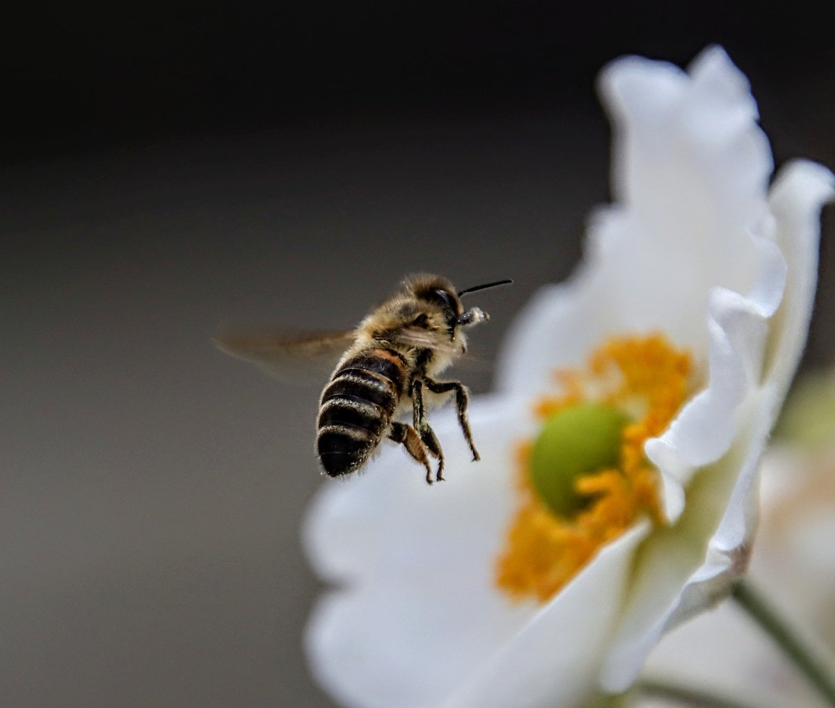 chrisbu03352910's tweet image. #InsectThursday
😊🐝
📸
