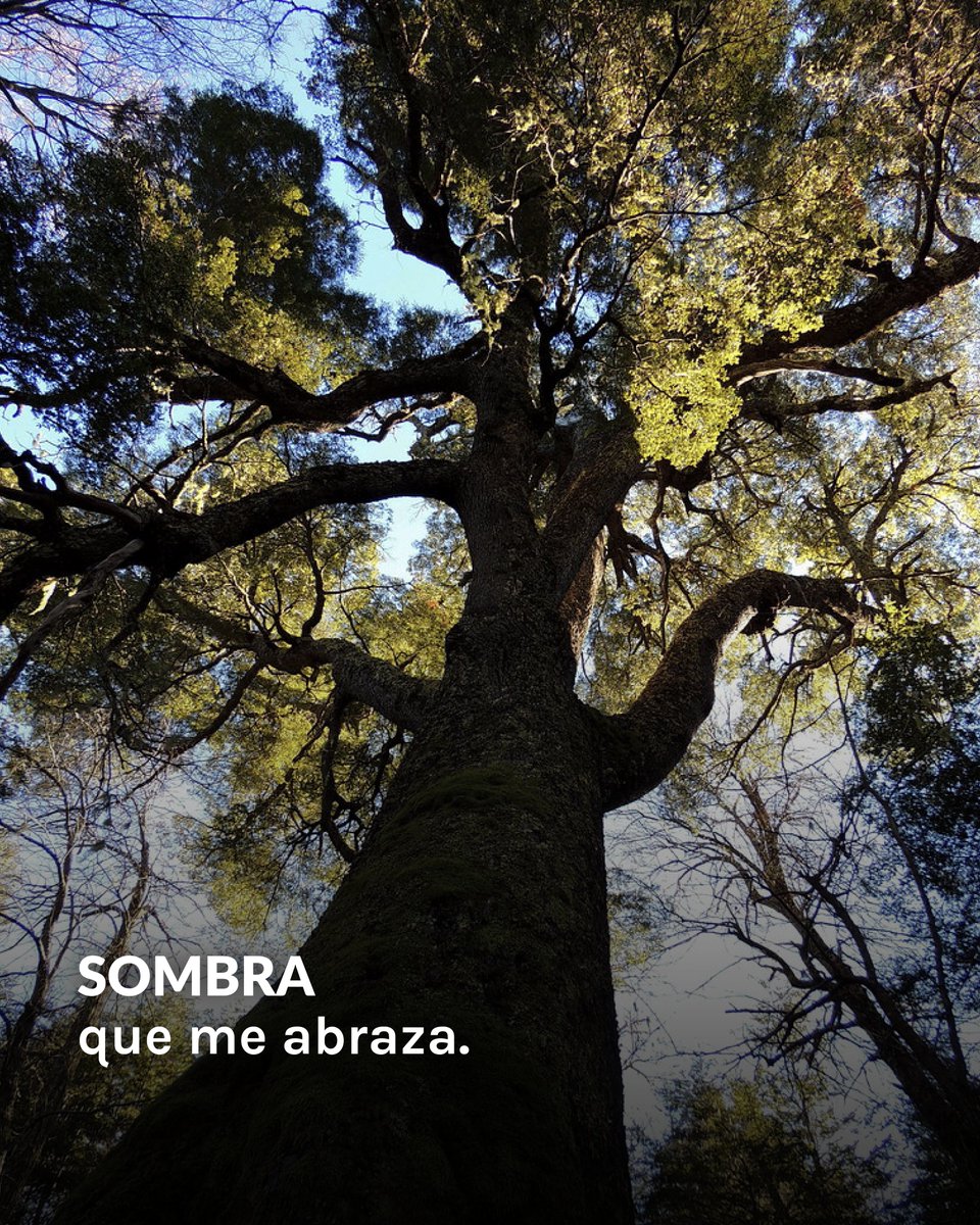 Fundación Reforestemos tweet media