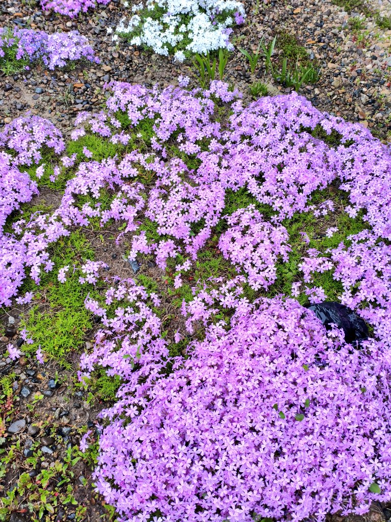 おはようごさいます❗
2026年5月1日小雨花巻、我が家の芝桜💮
傘無しゴミ投げ😅
放射能が含まれているので雨にあたらないように…子供の頃のデマ？🤔

世の中GW😇
今までサービス業とサービス業以外半々位勤めてきましたが、理不尽と思うことはどちらも有！
勤め先の問題ですかね😌

本日もやんべに😊
