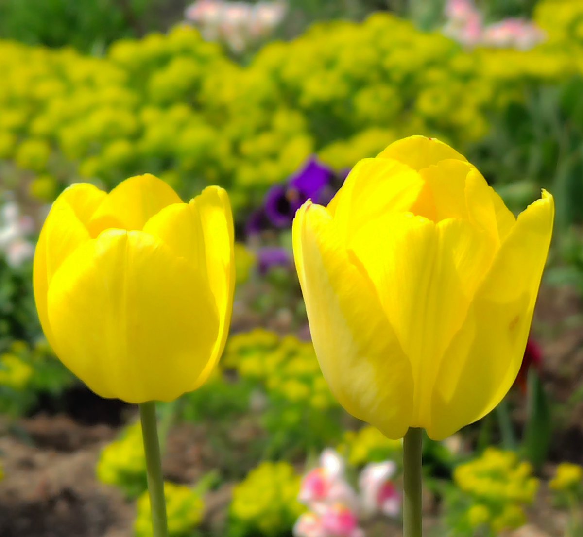 ☆おはようございます　
☆5月1日
☆金曜日
#写真好きな人と繋がりたい
#TLを花でいっぱいにしよう
#キリトリノセカイ