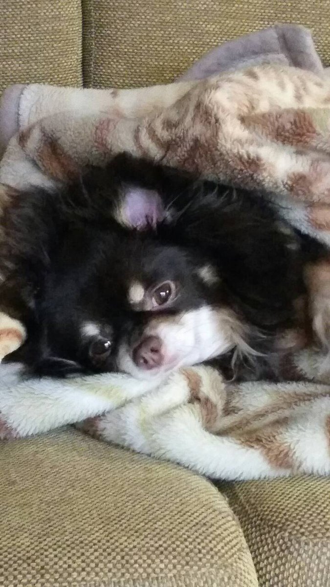 #国民投票法改正案に抗議します
#日本学術会議への人事介入に抗議する
#憲法改悪反対
#緊急事態条項反対
忘れないわんこ🐶☀