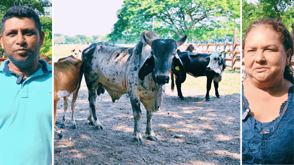 El Crédito Ganadero es una estrategia que recorre todo Tabasco. Tras consolidarse en Macuspana y los Ríos, hoy Huimanguillo recibe genética de alta calidad para repoblar el hato. Un análisis del avance municipal y el compromiso con el campo. 📊👇 #Tabasco #Ganaderia #JavierMay