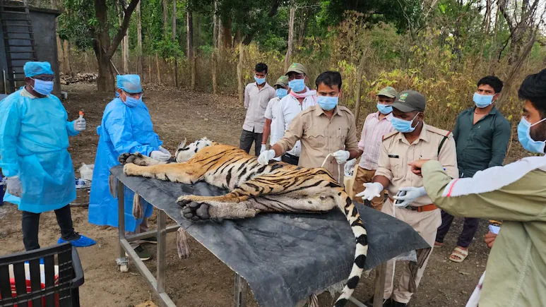 ndtv's tweet photo. 5 Tigers Dead In 9 Days At Madhya Pradesh's Kanha, Deadly Virus Suspected https://t.co/HXXj4pY9CV https://t.co/gC4Os56NMK