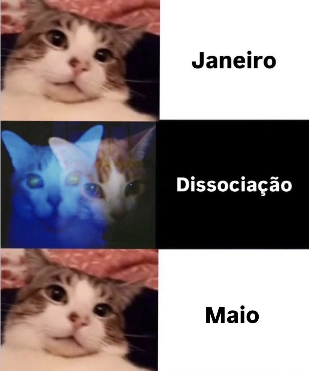 gatos fazendo gatices tweet media