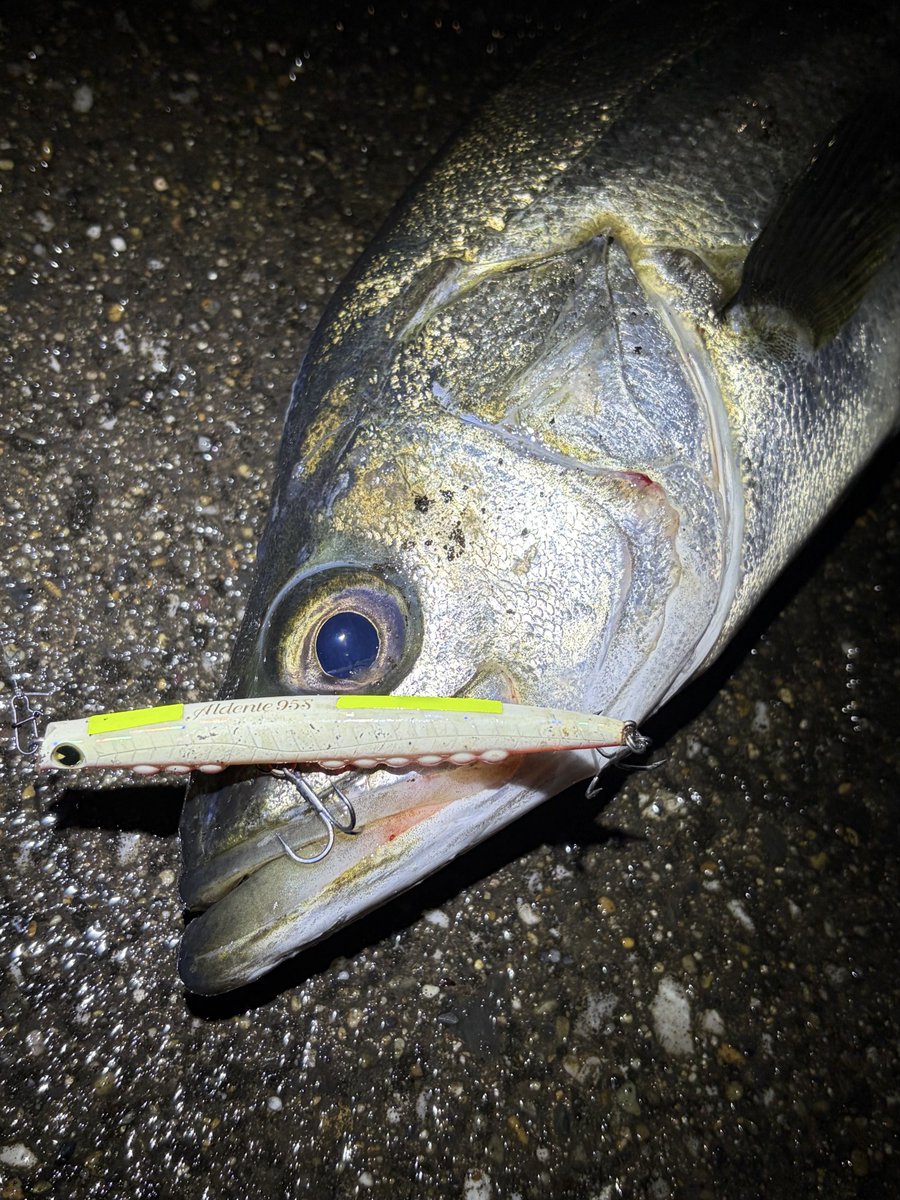 ポン酢🎣 tweet media