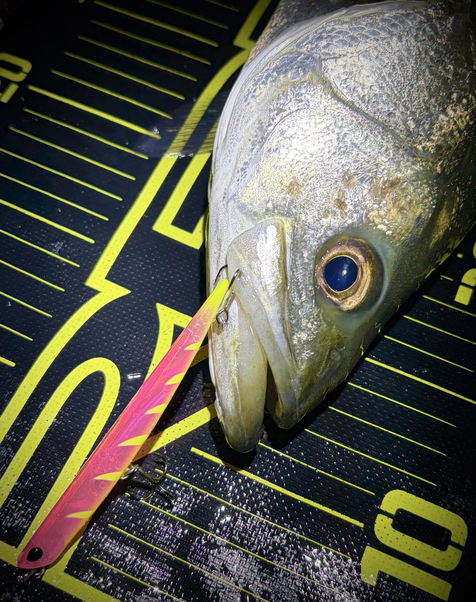ポン酢🎣 tweet media