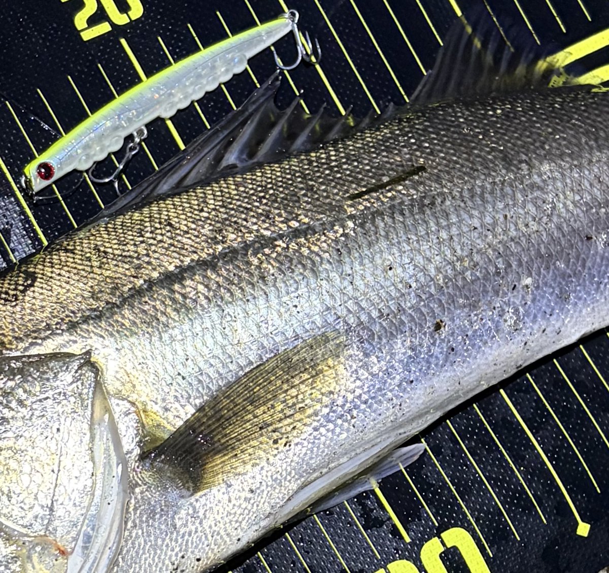 ポン酢🎣 tweet media