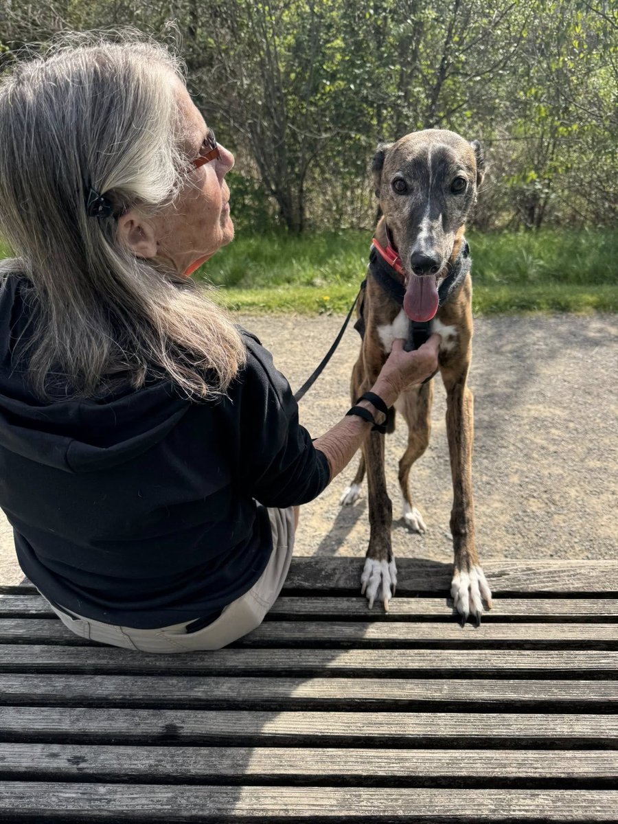 Greyhound Pets, Inc. 💙 tweet media