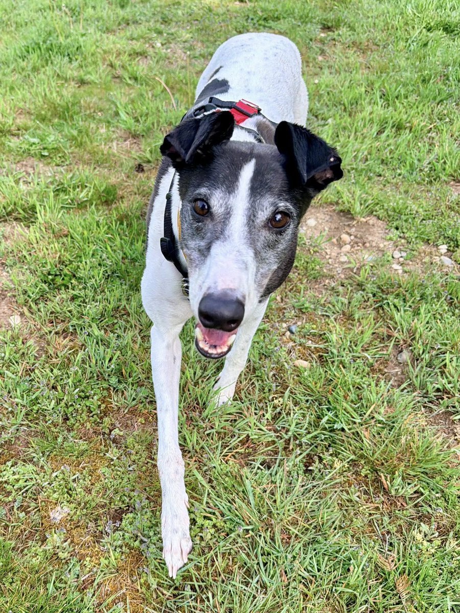 Greyhound Pets, Inc. 💙 tweet media
