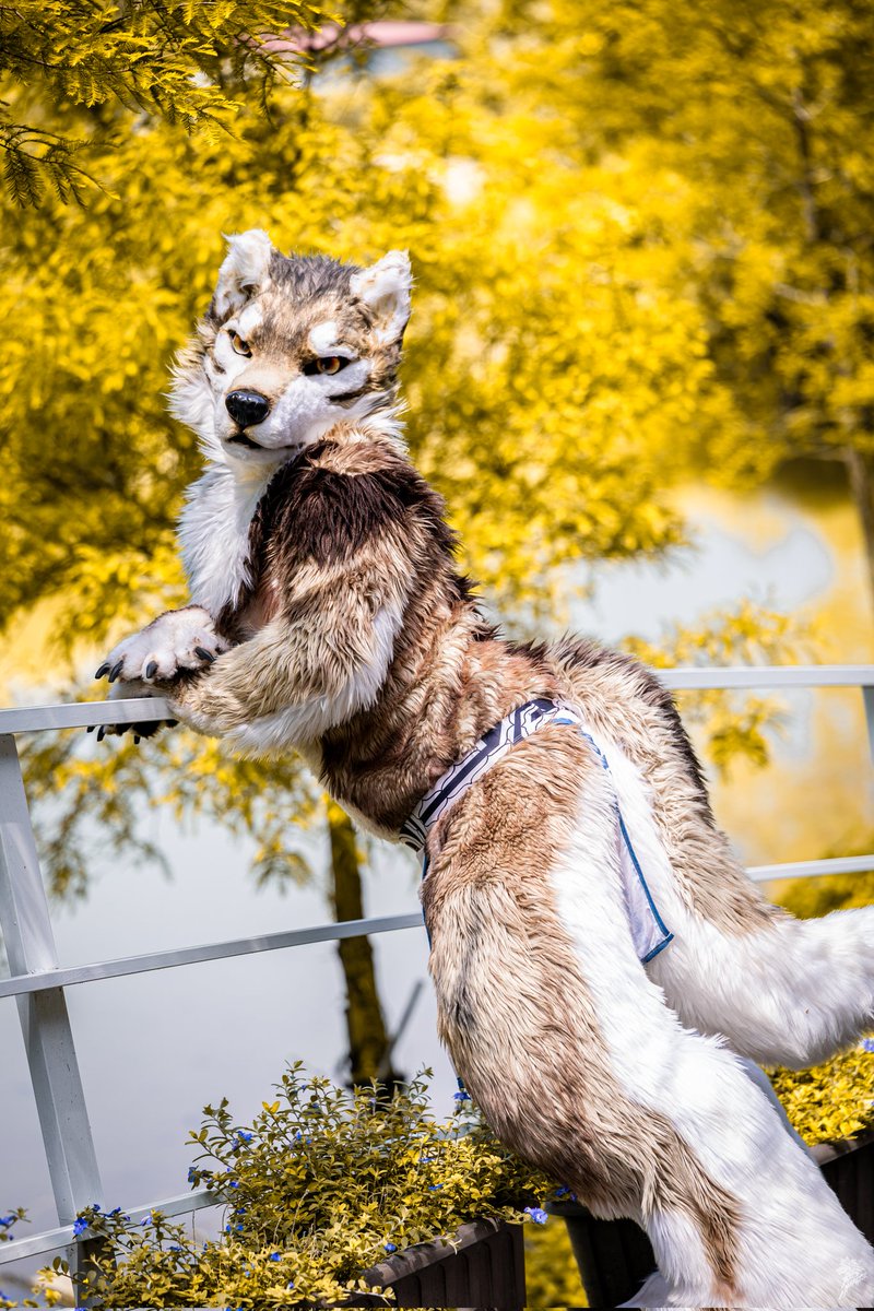 灰狼君 GrayWolf 小灰 大灰 格里沃 tweet media