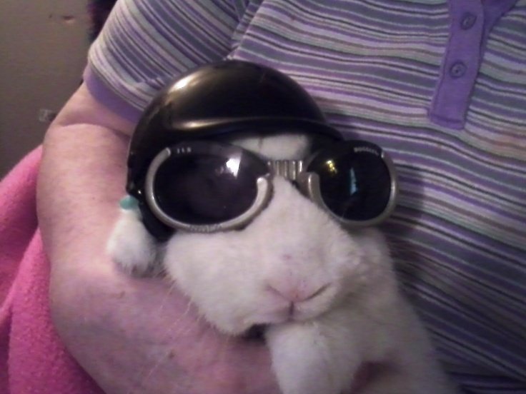 WHY YOU SHOULD HAVE A BUNNIES tweet media