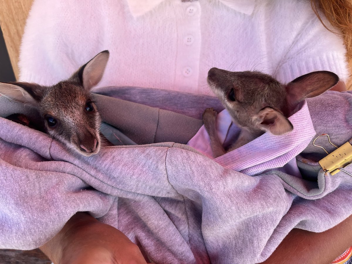 MagicAndPasta's tweet image. Who says all Aussie wildlife 

is dangerous? 🥰🥰

#LoveWhereYouLive

#FNQ 🏝️ 

#FriYAY 🥳