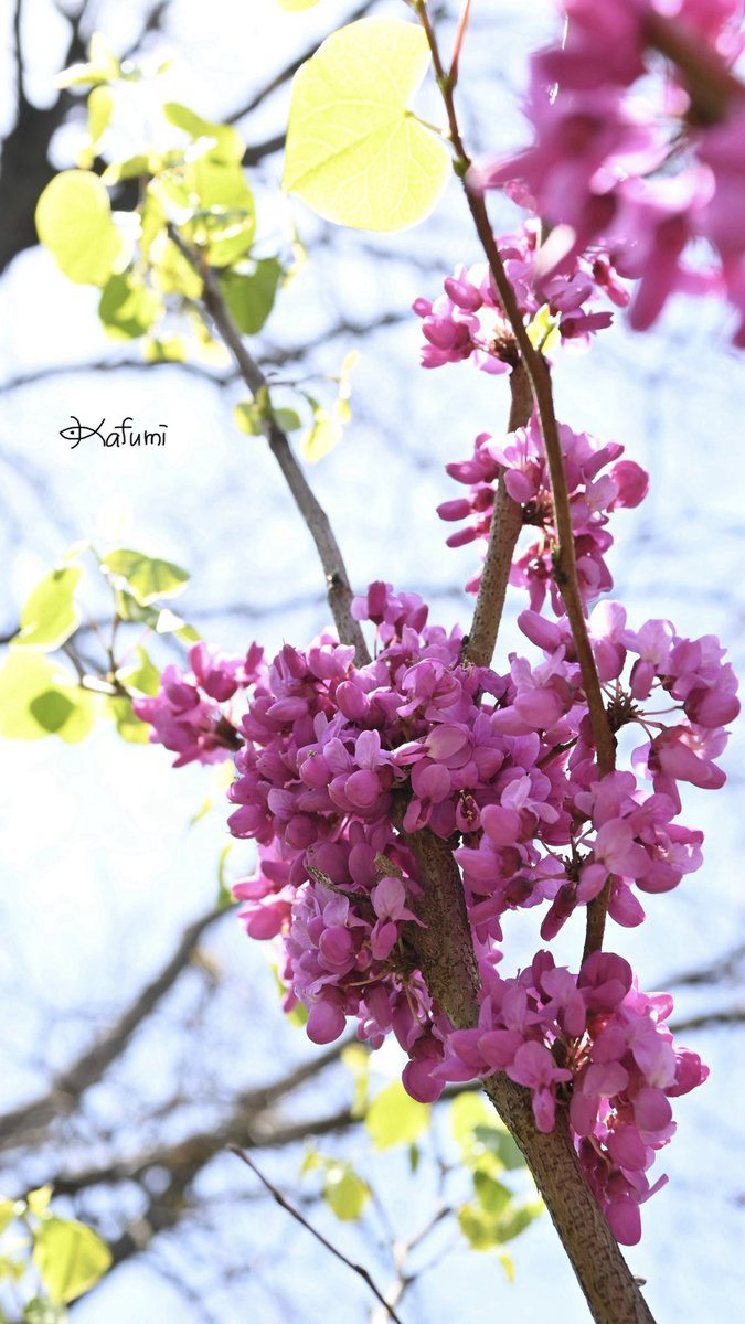 🌷ひるのいちまい🌷
【花の名前】：ハナズオウ  （花蘇芳）
【開花時期】：4月