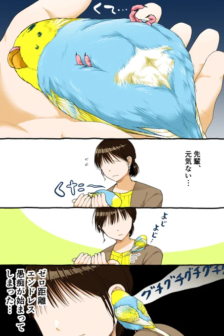 ゼロ距離エンドレス愚痴。
--
「いじわる先輩、インコになった!? by初丸うげべそ @ugebes0 」
#ヤメコミ #インコ 
▼初丸うげべそさんの漫画を読む
https://t.co/IDsK1FVxSl 