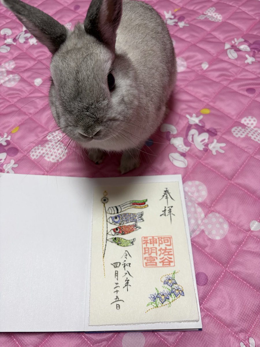 PrincessUsaHime's tweet photo. 今年のゴールデンウィークは雨のところが多いみたいですが、王子様は室内でもエネルギッシュにぴょんぴょんされておられます🐰💨🎶人間の子供たちに負けないくらい、元気いっぱいです。 https://t.co/qWRg6qGLdR