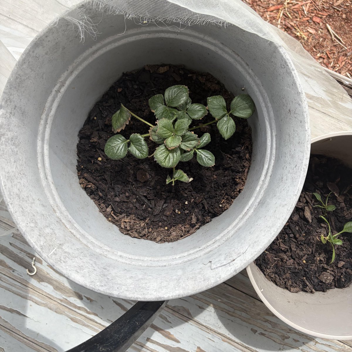 KarenOlive33951's tweet image. WHAT AM I DOING WRONG
#HomePlants #Balance