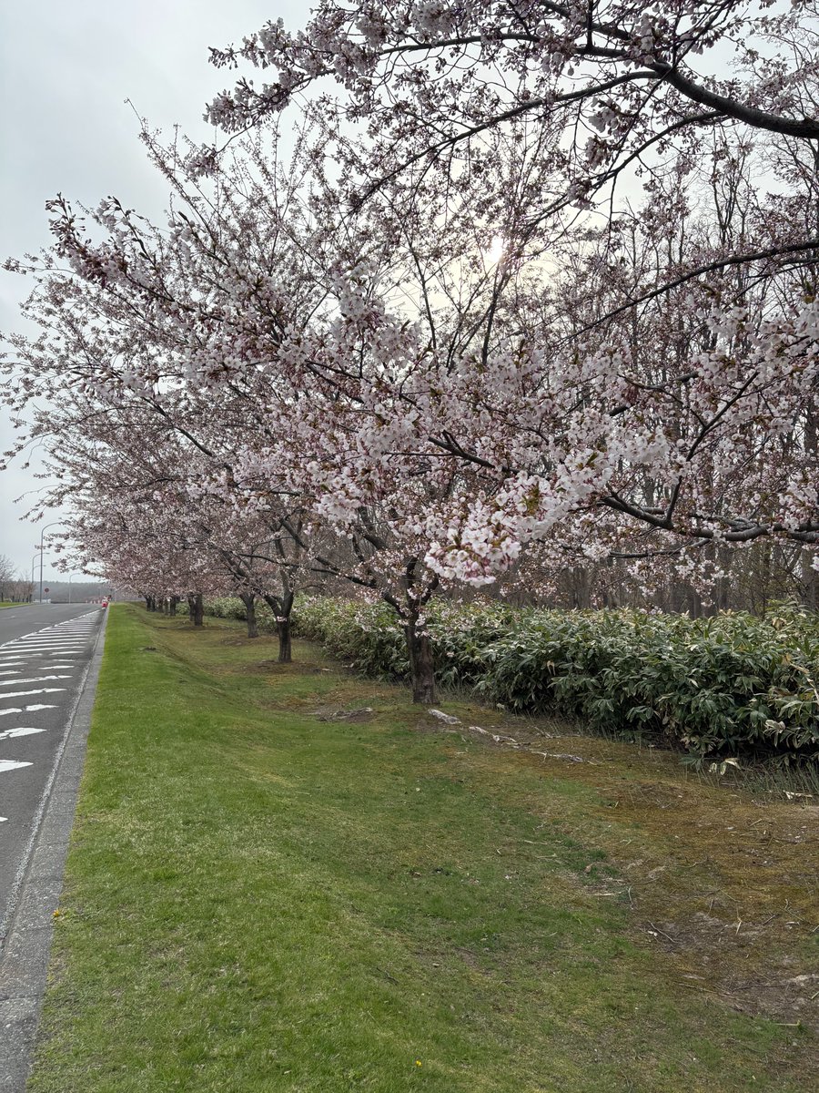 sejourmarche's tweet photo. 大人会では４月２７日、石狩市にある戸田記念墓地に桜を見にいきました。寒い日でしたが、桜はちらほら咲いていました。最近は桜の開花予測が難しくなっていますね。 https://t.co/ejgzPR75D6