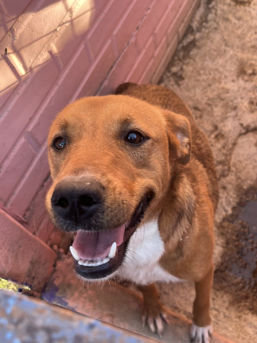 Raily cada día está más hermosa!!! 
No se olviden que esta bombona está en adopción ❤️ 
WhatsApp 1123750899