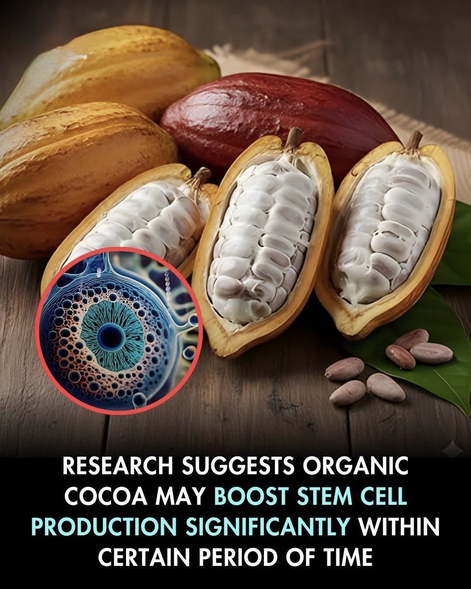 scitechgirl's tweet photo. 🚨 Chocolate May Hack Your Body’s Healing Powers!

What if the chocolate you love secretly supercharged your cells—making your body repair itself faster than you ever imagined? Early research shows that compounds in organic cocoa could trigger your stem cells, the hidden repair crew inside you that fixes damage and keeps you alive and strong.

This isn’t a fantasy—tiny molecules in chocolate might be whispering to your cells, telling them to wake up, regenerate, and fight off wear and tear. Could every bite of chocolate actually be a secret boost for your body’s own healing system?

The science is new. The results are shocking. And the possibility… could change the way you look at chocolate forever