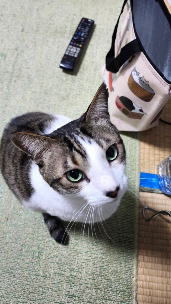 とらねこ 🐾とらちゃん😸💞😄🐾 🎶🌻🎶