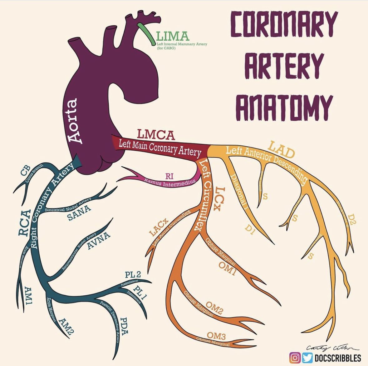 CardiovascularCorner tweet media