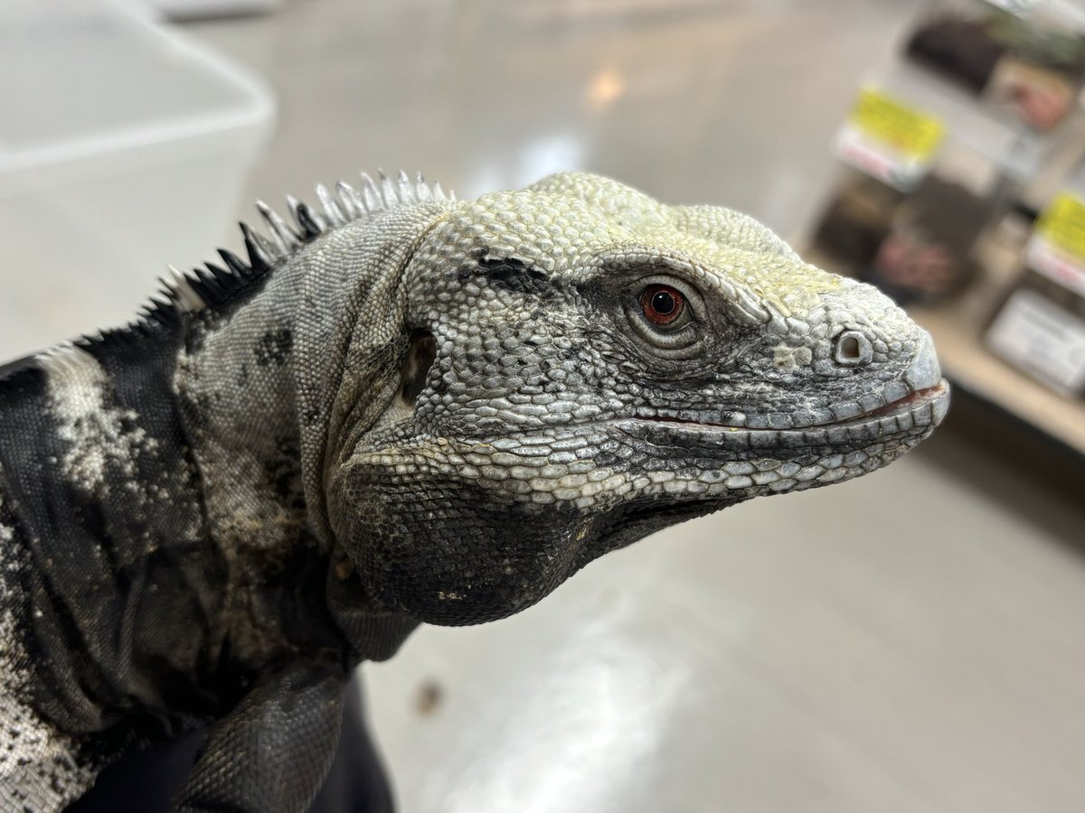 本日13時よりオープンです☀︎.°

【3階トカゲ在庫紹介】
サンエステバントゲオイグアナ♂
Ctenosaura conspicuosa
掃除のついでにパシャっと📷✨
最近、生体を内カメで撮るとさらにチャーミングに見えることに気が付きました😽