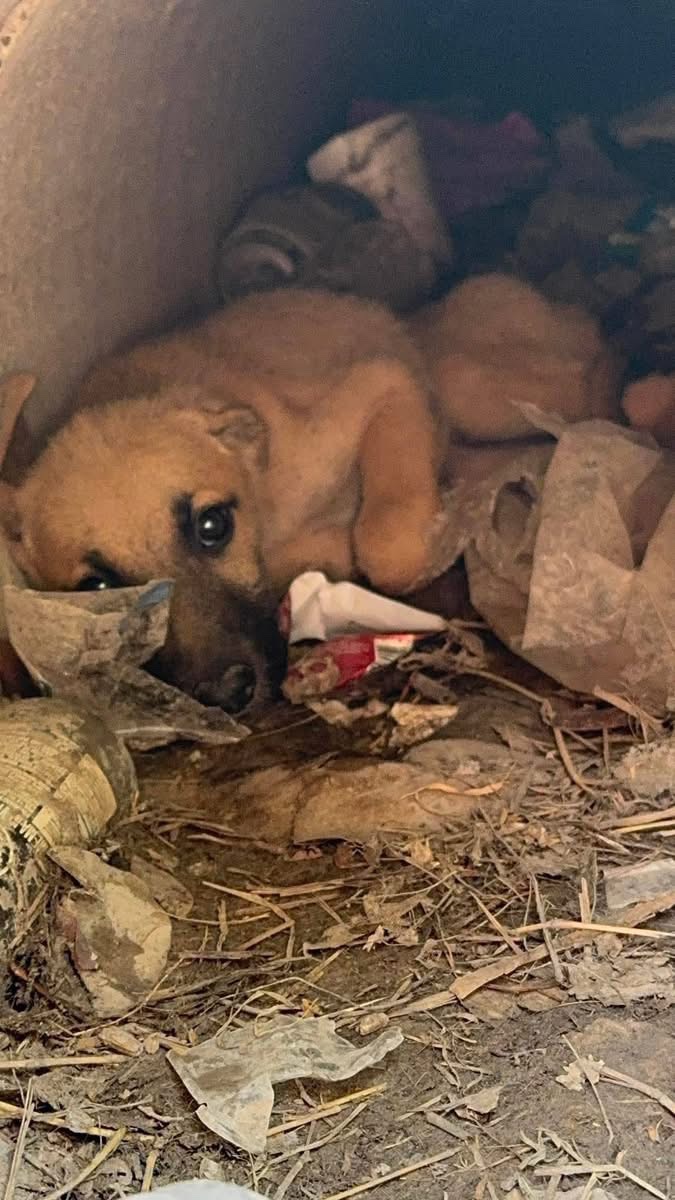 FROM FB: URGENT!! 💔💔💔💔
The mom WAS there but she is gone and puppy is all by herself. Right next to the road and it's nearly 100° - this puppy needs help. If you can help please contact Aracely Maria Estrada directly or myself.

PLEASE PLEDGE SO WE CAN ATTRACT A RESCUE!!!
