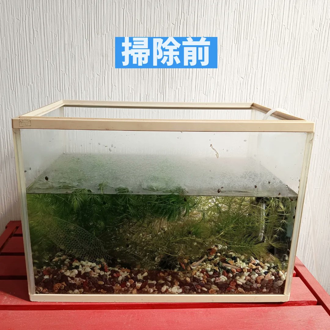 turtle_shien's tweet photo. みなさん、こんにちわ🐢🐟️

今日は事務所のメダカさんのおうちをキレイにしました✨

メダカさんも気持ちよさそうに泳いでいます☺️ https://t.co/C5W5HPTVWG