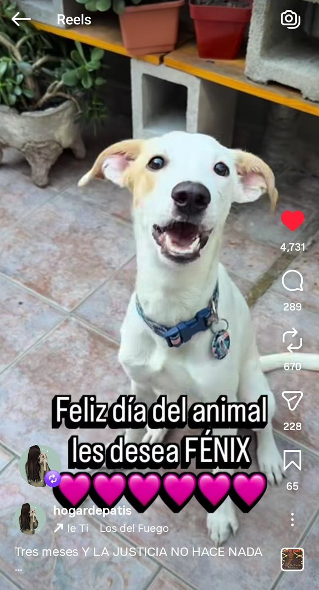patri_carolyn's tweet image. SE ACUERDAN DE NUESTRO QUERIDO FÉNIX ? 🐕❤️
Está muy feliz con Abril, su rescatista y cuidadora a cargo. Ya son 3 meses de felicidad luego de ser rescatado del infierno. Pero,  violador, Pablo Segovia, sigue libre. Necesitamos Justicia. Tiene que estar preso!
#Fenix🐕❤️