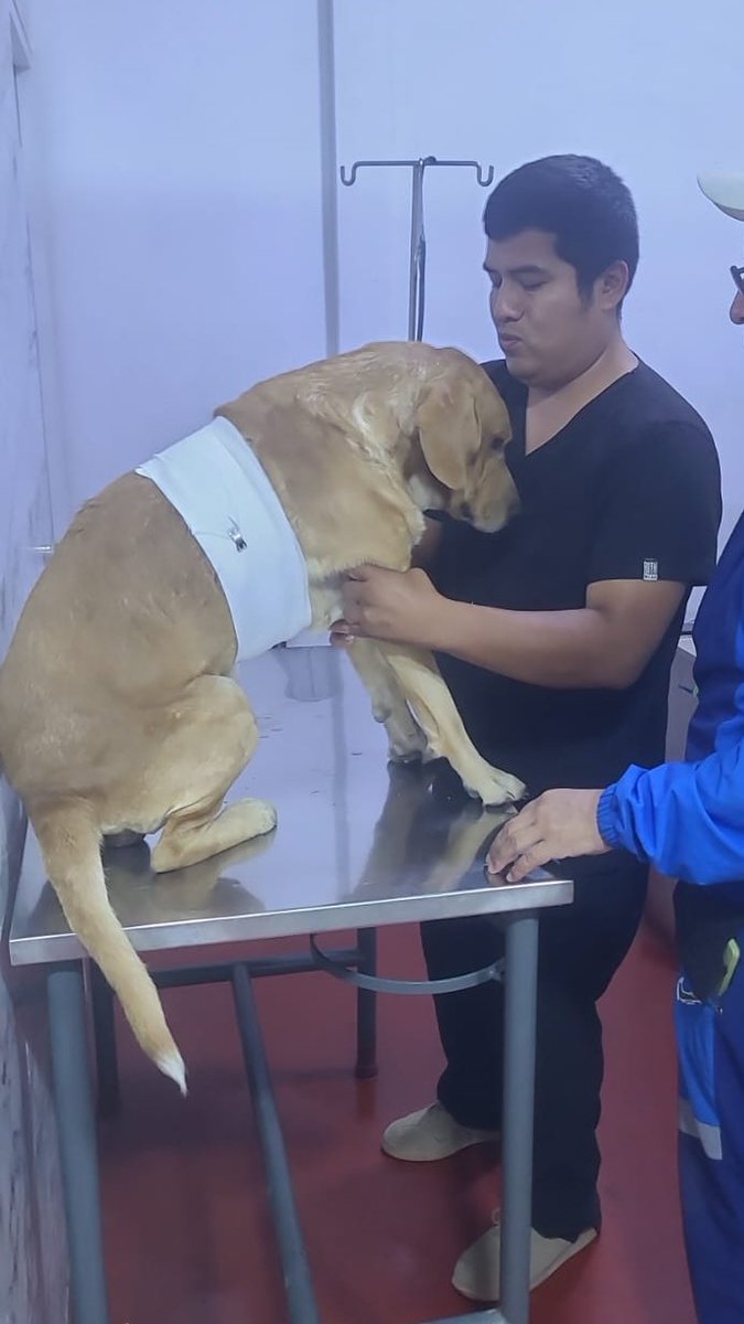 Mangolivess's tweet photo. Muchas gracias amigos por su apoyo... al final sí lo pude llevar al veterinario después de tantos préstamos y más horas en el trabajo... gracias a las 3 personitas que me apoyaron con el yape y a los que me brindaron varios consejos para curarlo...mil gracias de todo corazón 🙏❤️ https://t.co/28KcXJTAVr