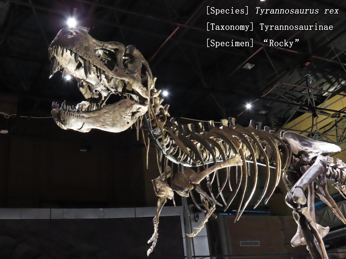 Dinosaur-Man tweet media