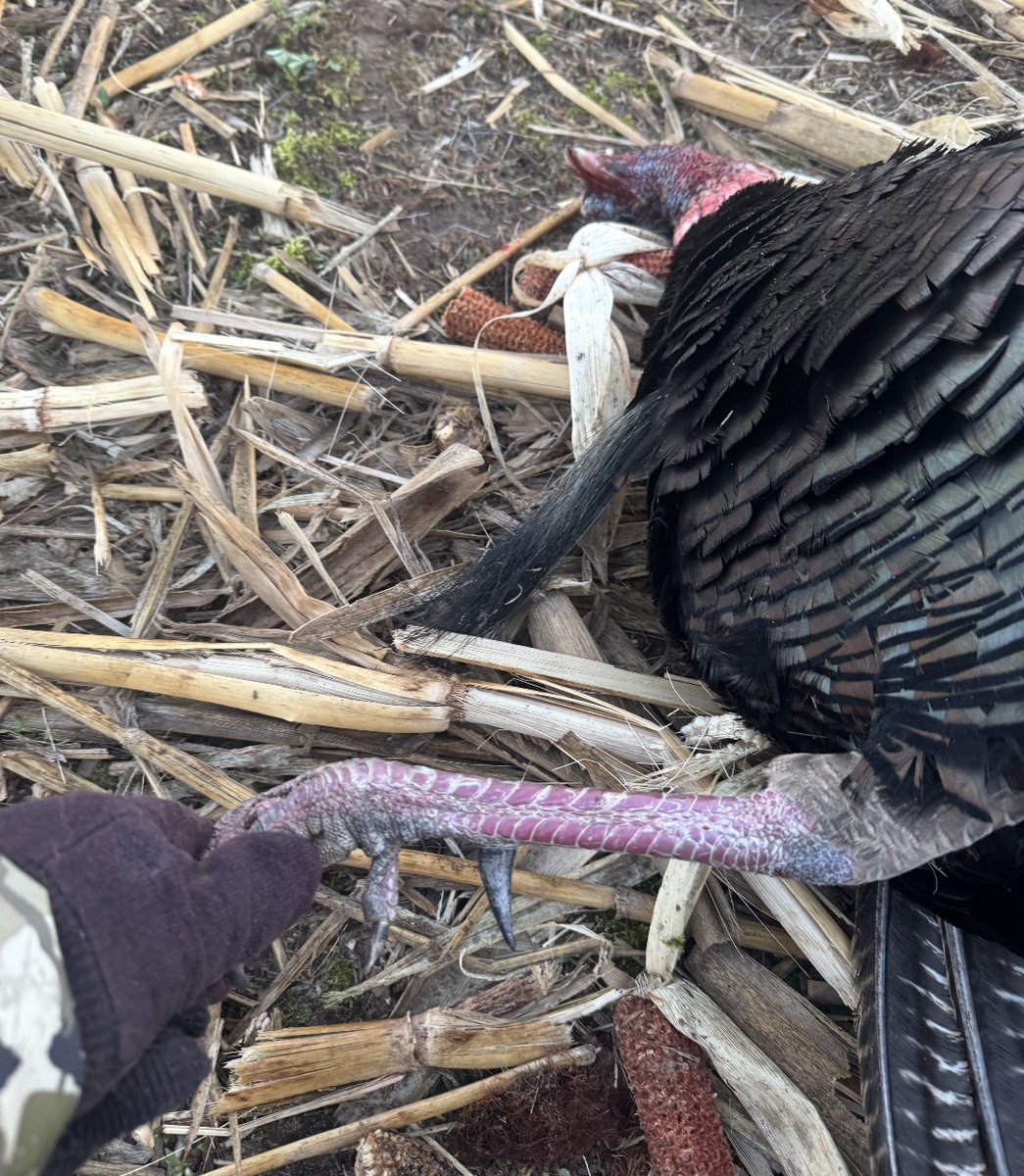 Turkey_Hunting's tweet photo. Congrats to our buddy Bruce on this FINE gobbler! https://t.co/A4WzeS4Ntu
