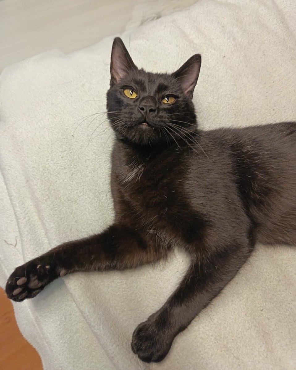 BAGHEERA!!
Soy un gatito de un poco más de un año… Me rescataron de entre los hocicos de unos perritos en la calle en Topilejo!! Tuve una bola muy grande en mi cuello y el veterinario y mis humanos del refugio me ayudaron a sanar. 
Ya estoy listo para ser adoptado. Soy muy