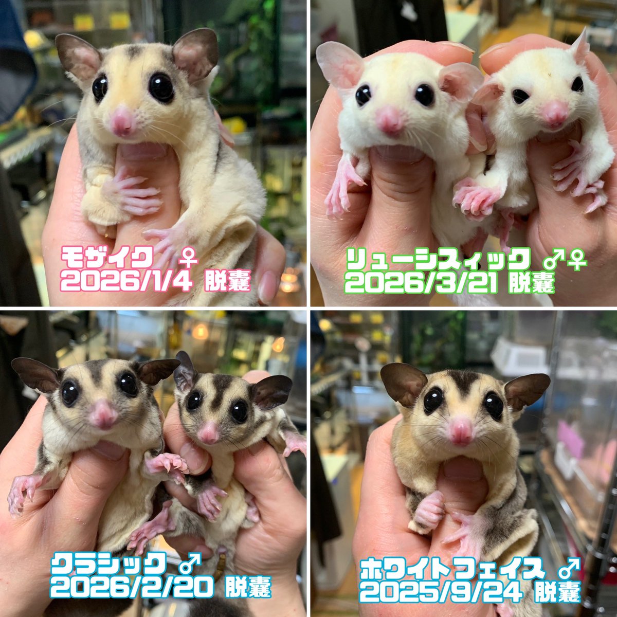 MKfarm_'s tweet photo. 次の脱嚢組も控えていますので
GW中はモモンガ🉐️フェア‼️
♂️♀️合わせて現在15匹から
お選び可能です😊

お探しの方はこの機会に是非🤲🏻

 #フクロモモンガ 
 #エキゾチックアニマル https://t.co/3GlpC2rF1o