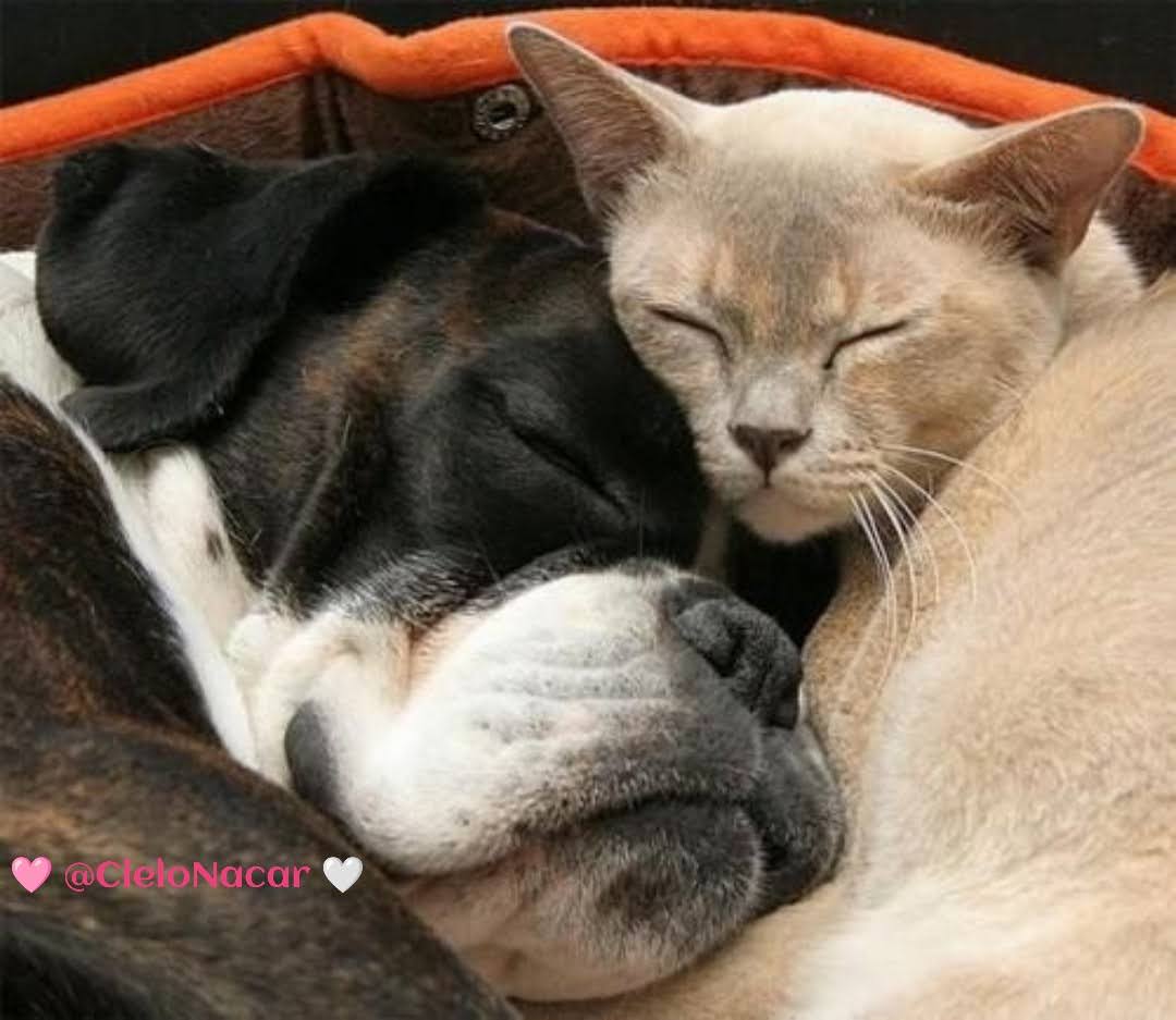 CieloNacar's tweet photo. Que descanses tan profundamente como estos dos amigos. Que tus sueños sean igual de tranquilos y llenos de paz. ¡Buenas noches! 🌙✨

#BuenasNoches #DulcesSueños #AmistadPura 😊 https://t.co/6ge1FDTI2D