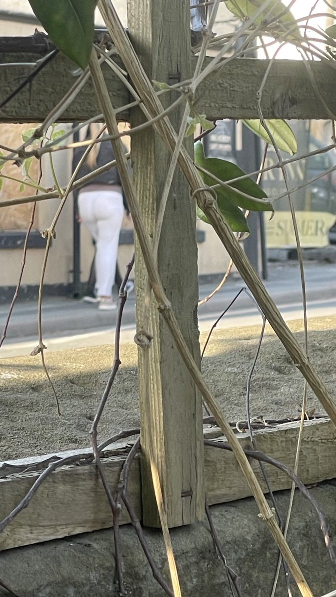jacklong128's tweet photo. Look at the ass on her #creepshot https://t.co/rAY2A7it0F