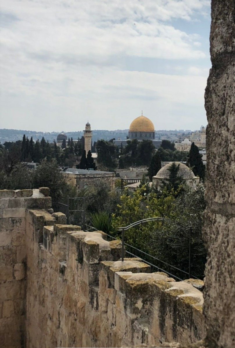 فلسطين ارض الشهداء tweet media