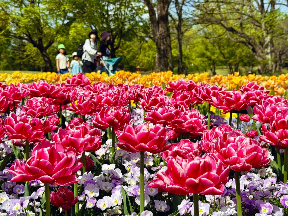 chogoxxx's tweet photo. 国営アルプスあづみの公園⑧
チューリップの隙間にビオラ
本当に手間がかかる作業

品種もたくさん揃っていて
きっちり地植えで管理されているのが
国営公園の素晴らしさ

#写真好きと繋がりたい
#キリトリセカイ
#ファインダー越しの私の世界 https://t.co/hxtppnxy4L