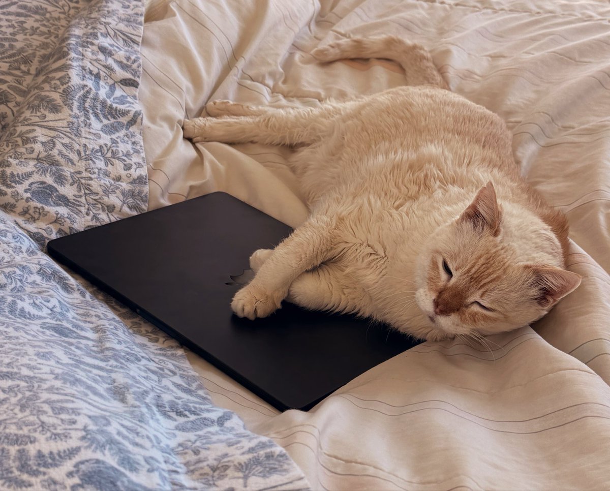 TuffyCat's tweet image. Here I am, ready to tweet you at a moment’s notice!! Like Wyatt Earp, but with a computer!! #cat
