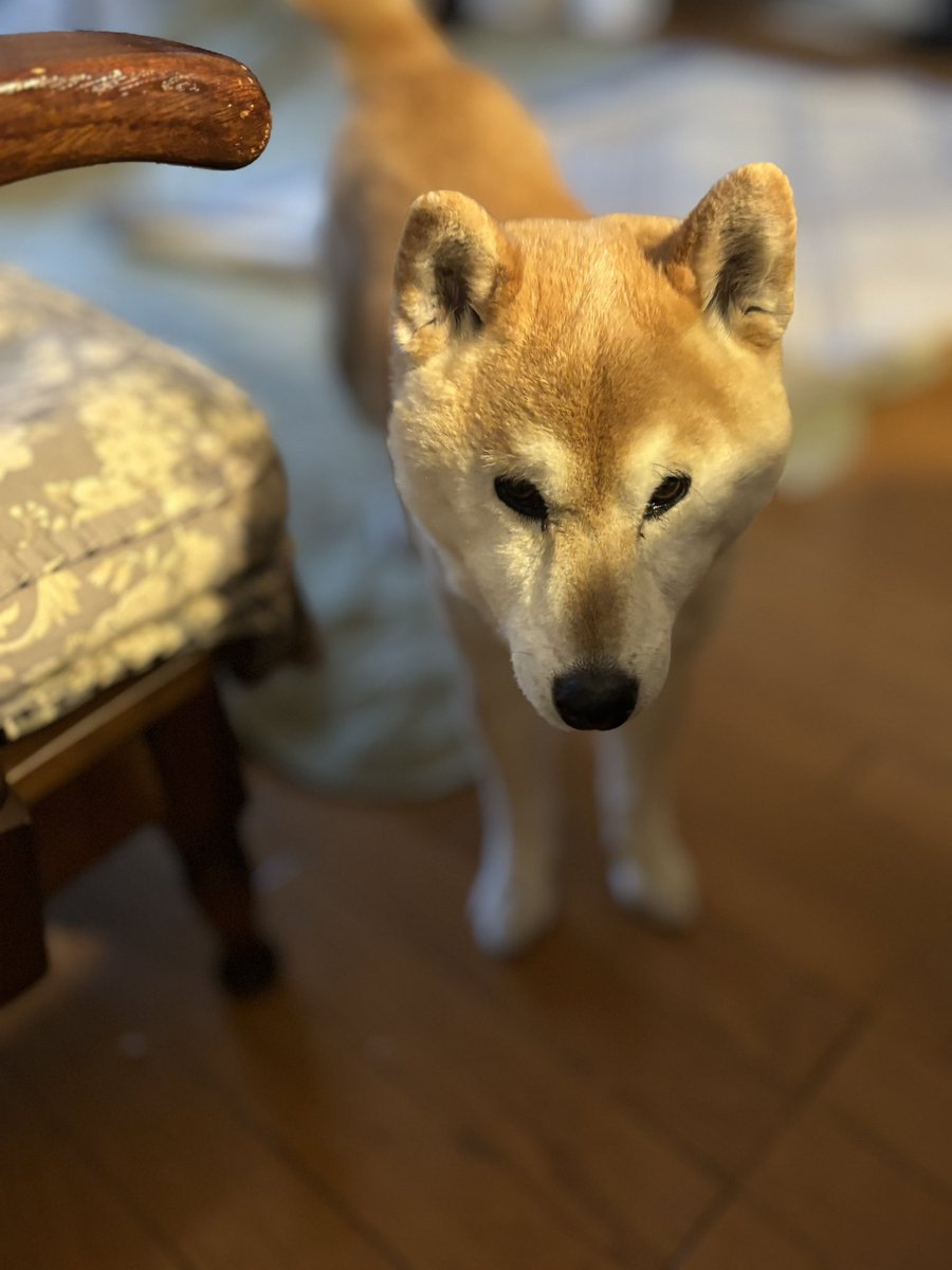 柴犬こはる tweet media