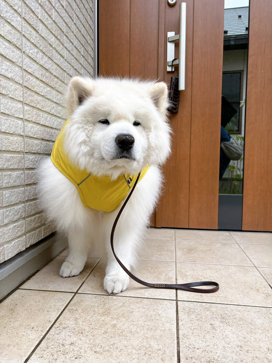 samoyedsunny's tweet photo. ←家を出る前
    家を出て雨が降っていた時→ https://t.co/MwAqKsOl7v