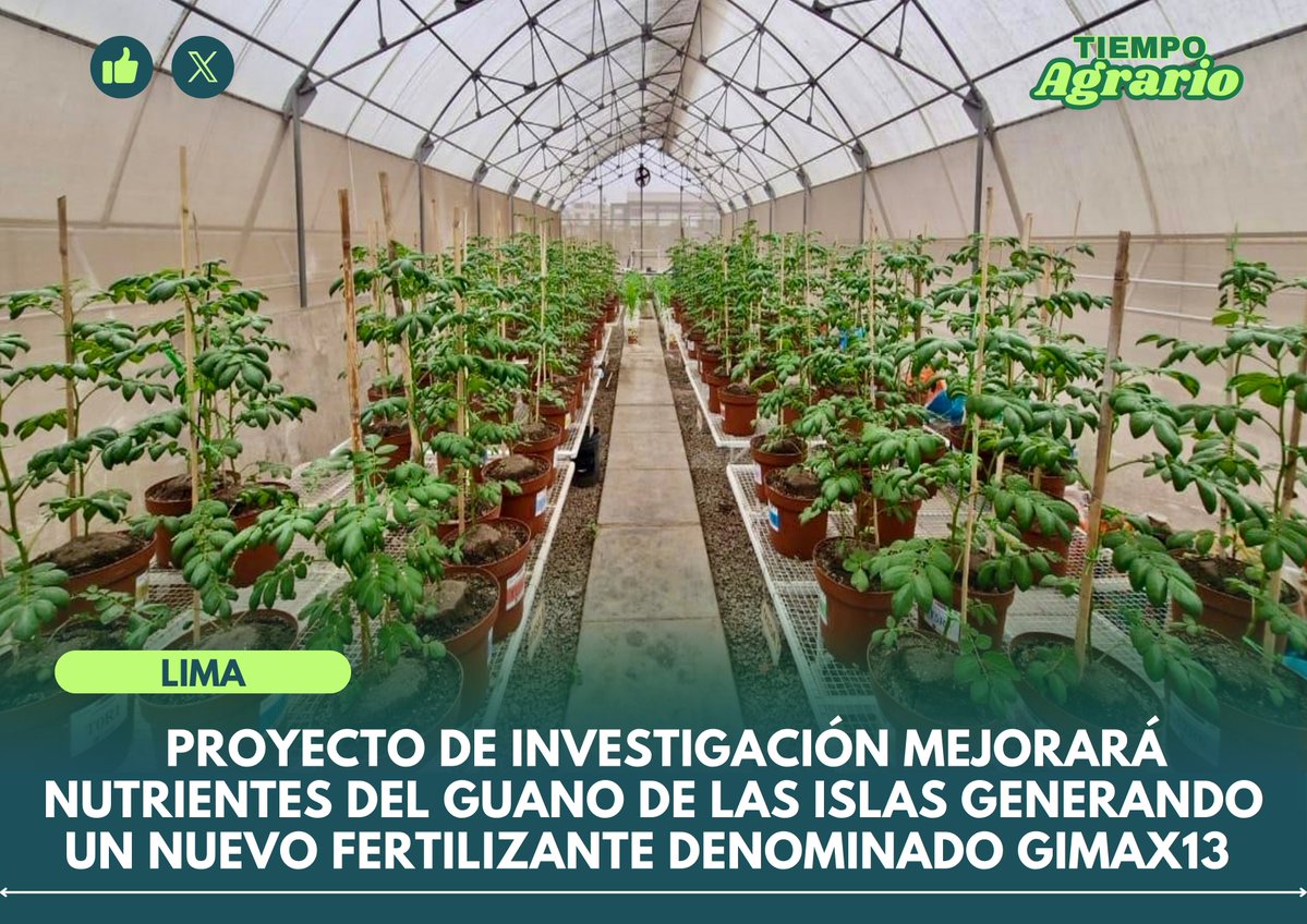 tiempoagrario's tweet image. #LIMA 
Proyecto de investigación ejecutado por @agroruralPER e @INIAPeru orientado a mejorar la eficiencia y disponibilidad de los nutrientes del guano de las islas, viene logrando resultados y avances alentadores, como la generación de un nuevo fertilizante denominado GIMAX13-