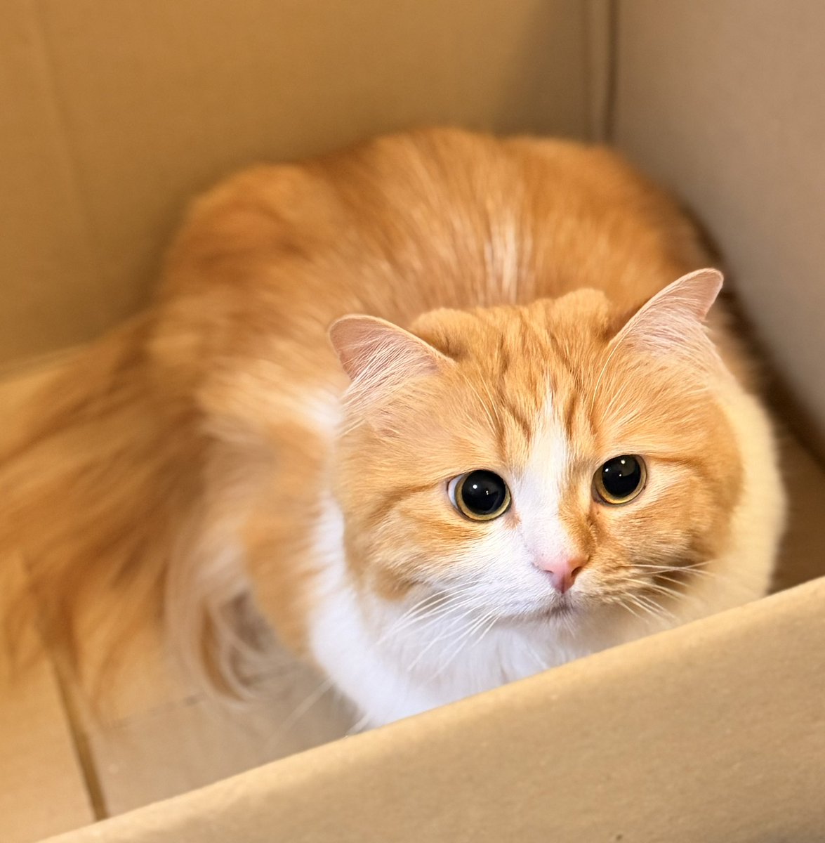 猫のこばん (@nasukara0720) / Posts / X