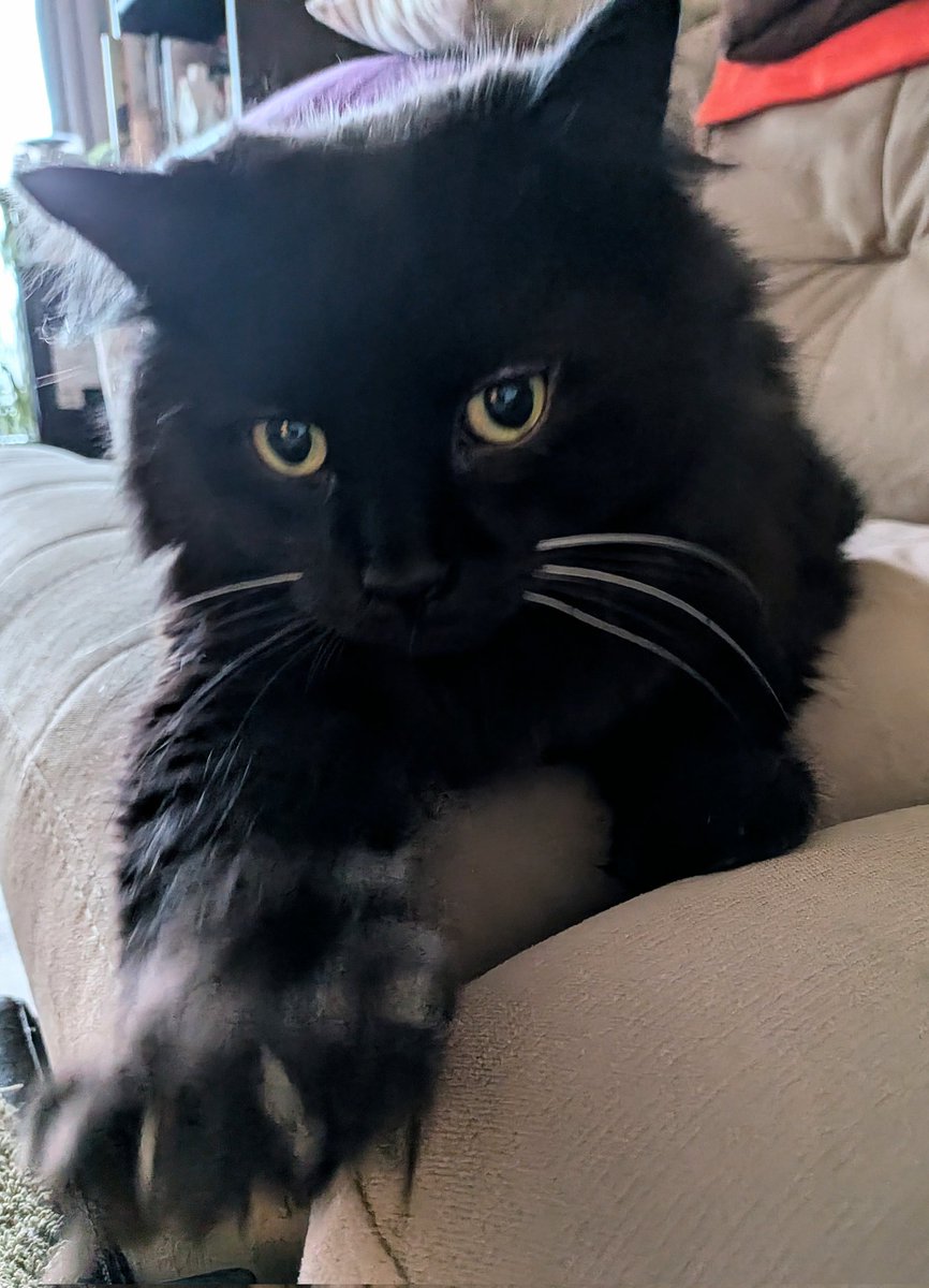 JacksonTheCat2's tweet image. Good evening from Ottawa 🇨🇦! Welcome to #FurryFeetiesFursday! (I just made that up...😺🐾) Don't ask yourself why I look so annoyed, Mom...ask yourself why you are so annoying!😹 #Cats #CatsOfTwitter #blackcats #murdermittens  #thursdayvibes