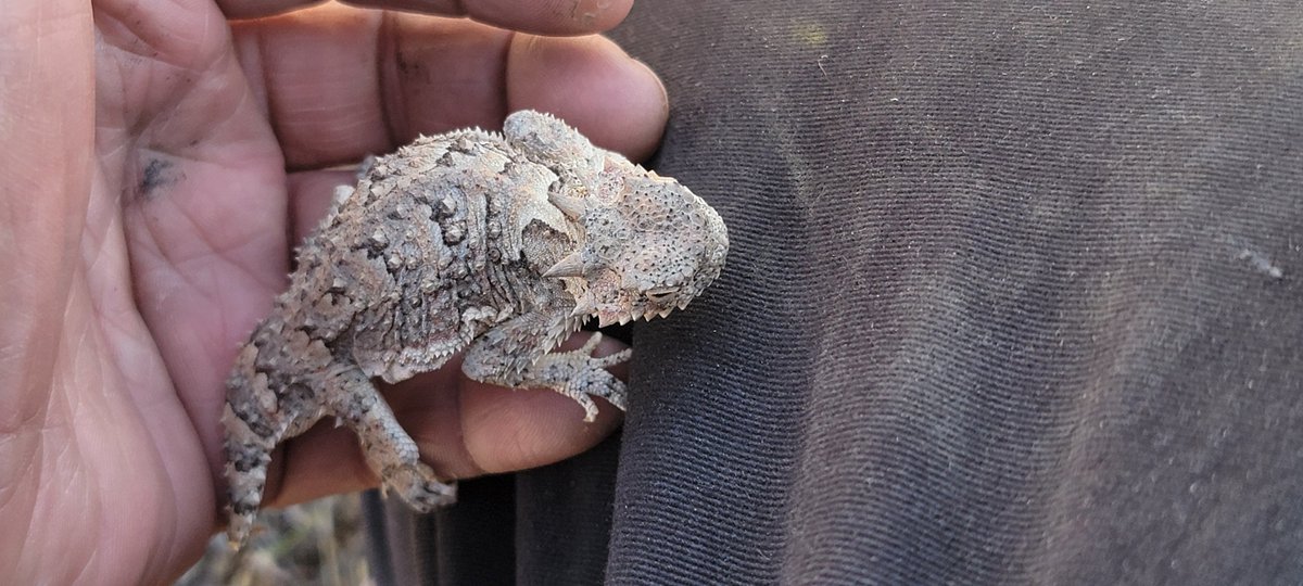 pixel_mutants's tweet photo. This wild Horned Lizard was so chill. https://t.co/toMD09oG98
