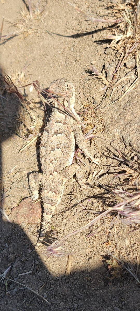 pixel_mutants's tweet photo. This wild Horned Lizard was so chill. https://t.co/toMD09oG98