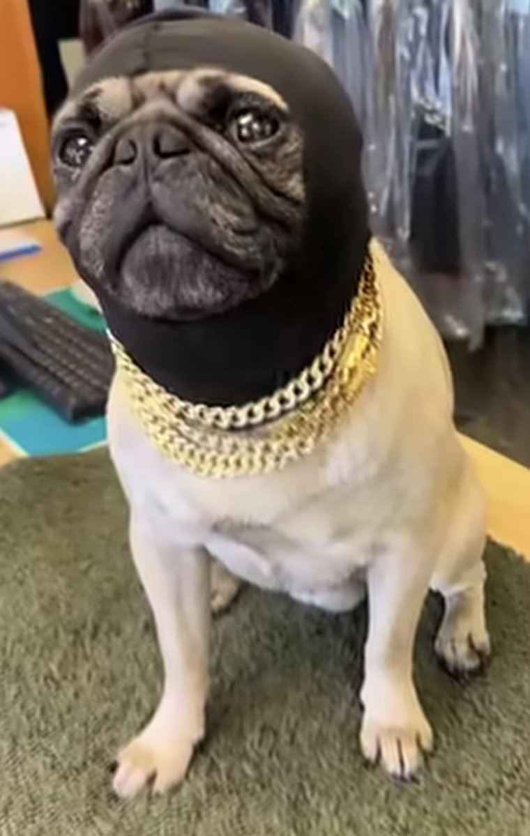Duchess of Meme tweet media