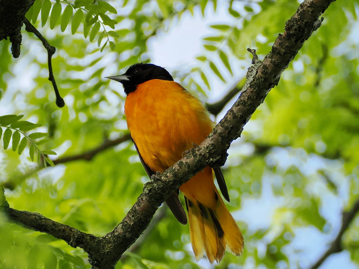 mawgdn's tweet image. Baltimore #Oriole for #SundayYellow #birdwatching St. Peter's Cemetery 05/08/25
I heard them already, but I haven't seen any in 2026😢