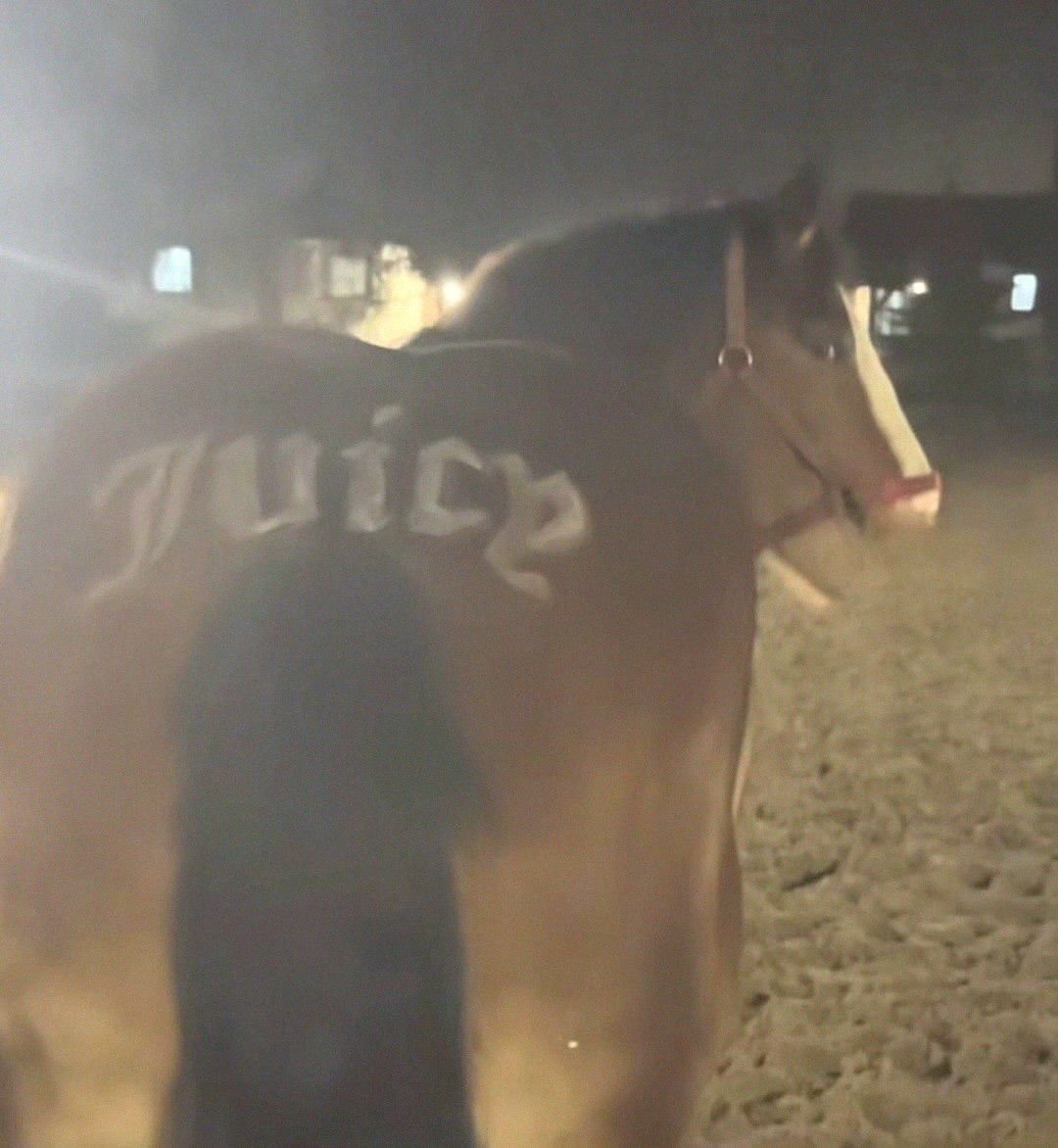 horse dentist tweet media
