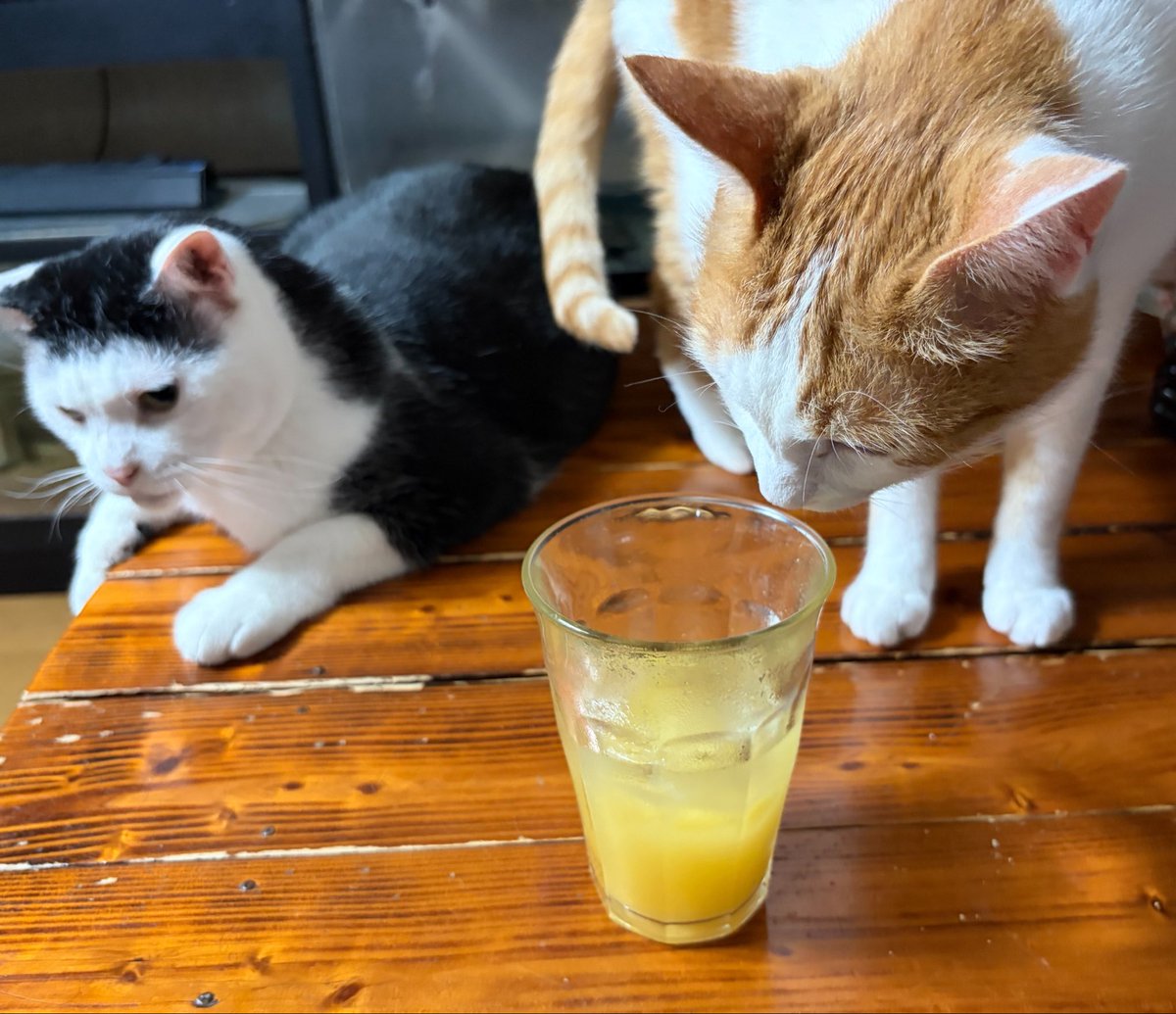 vegelovecat's tweet image. おはよー
雨降り 5:00車で公園まで行ってさっとすませたよ
昨夜は2人飯 厚揚げの期限切れたからどかっと煮物 サラダ 味噌汁 納豆 海苔
息子帰宅して🏀見ながらパイナップルジン 叔父が100%🍍くれたから久々氷買ってきた うま
 #vegan #ヴィーガン #保護猫を家族に
お邪魔な空ちゃん